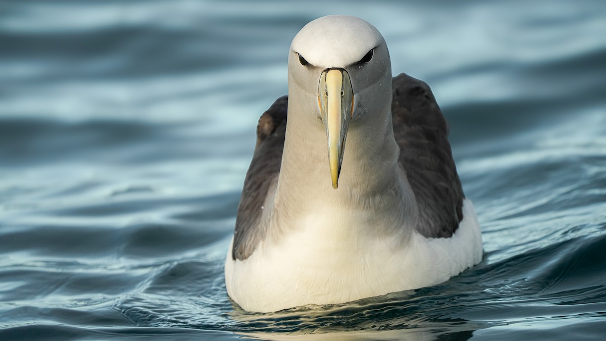Salvin's Albatross - ML652444559
