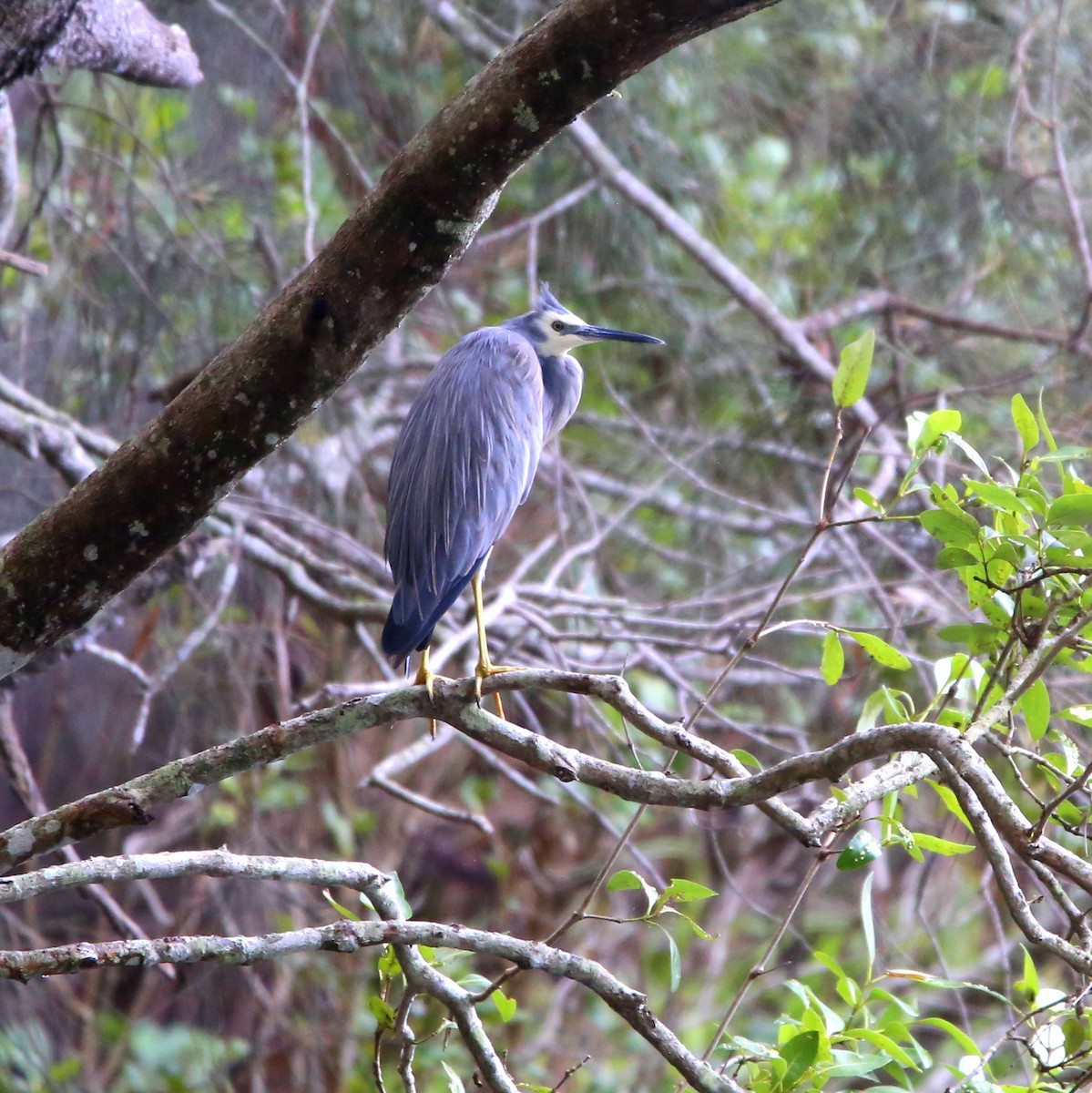 White-faced Heron - ML652444560