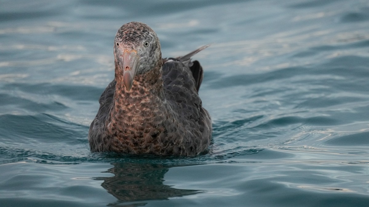 סערון-ענק צפוני - ML652444562