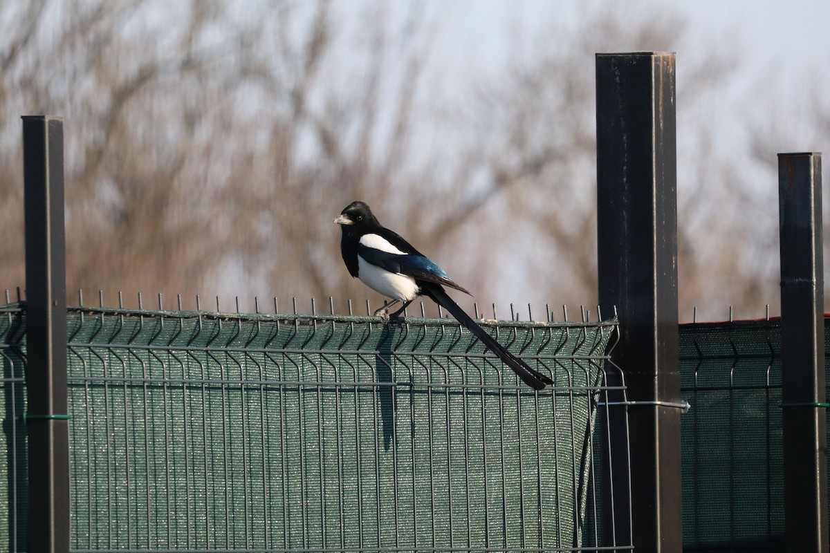 עקעק זנבתן - ML652444563