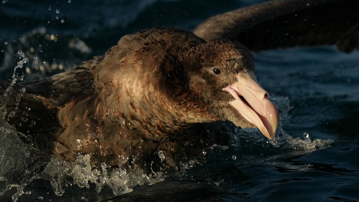סערון-ענק צפוני - ML652444566