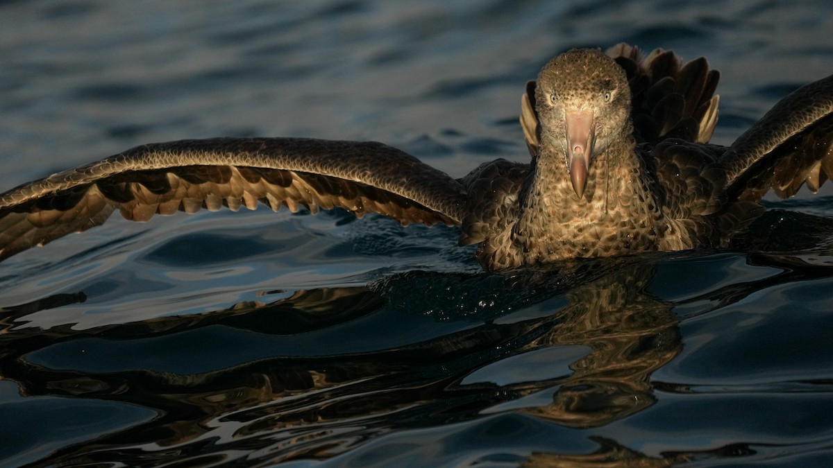 סערון-ענק צפוני - ML652444567