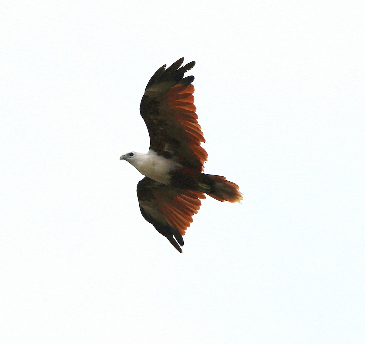 Brahminy Kite - ML652444569