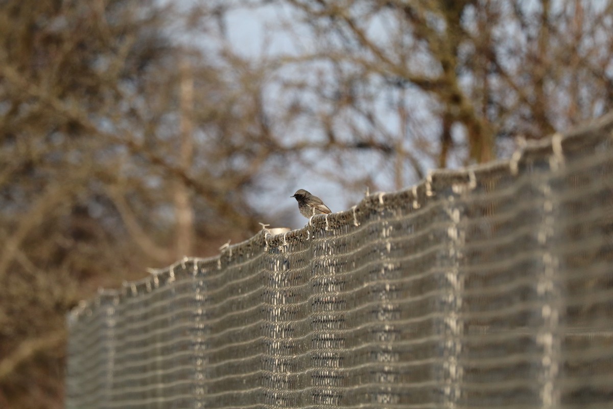 חכלילית סלעים - ML652444570