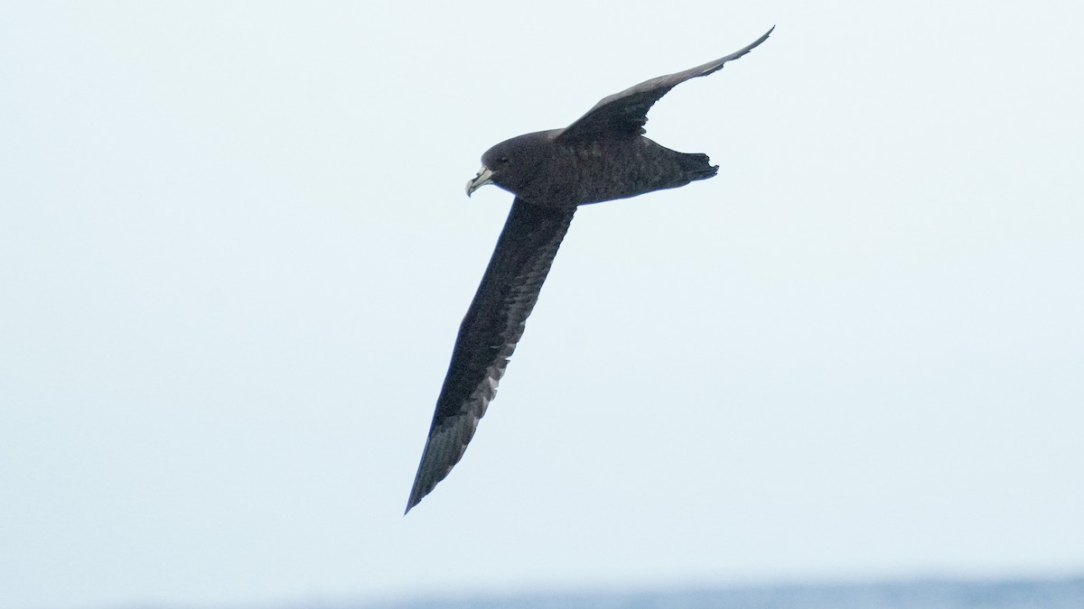 White-chinned Petrel - ML652444571