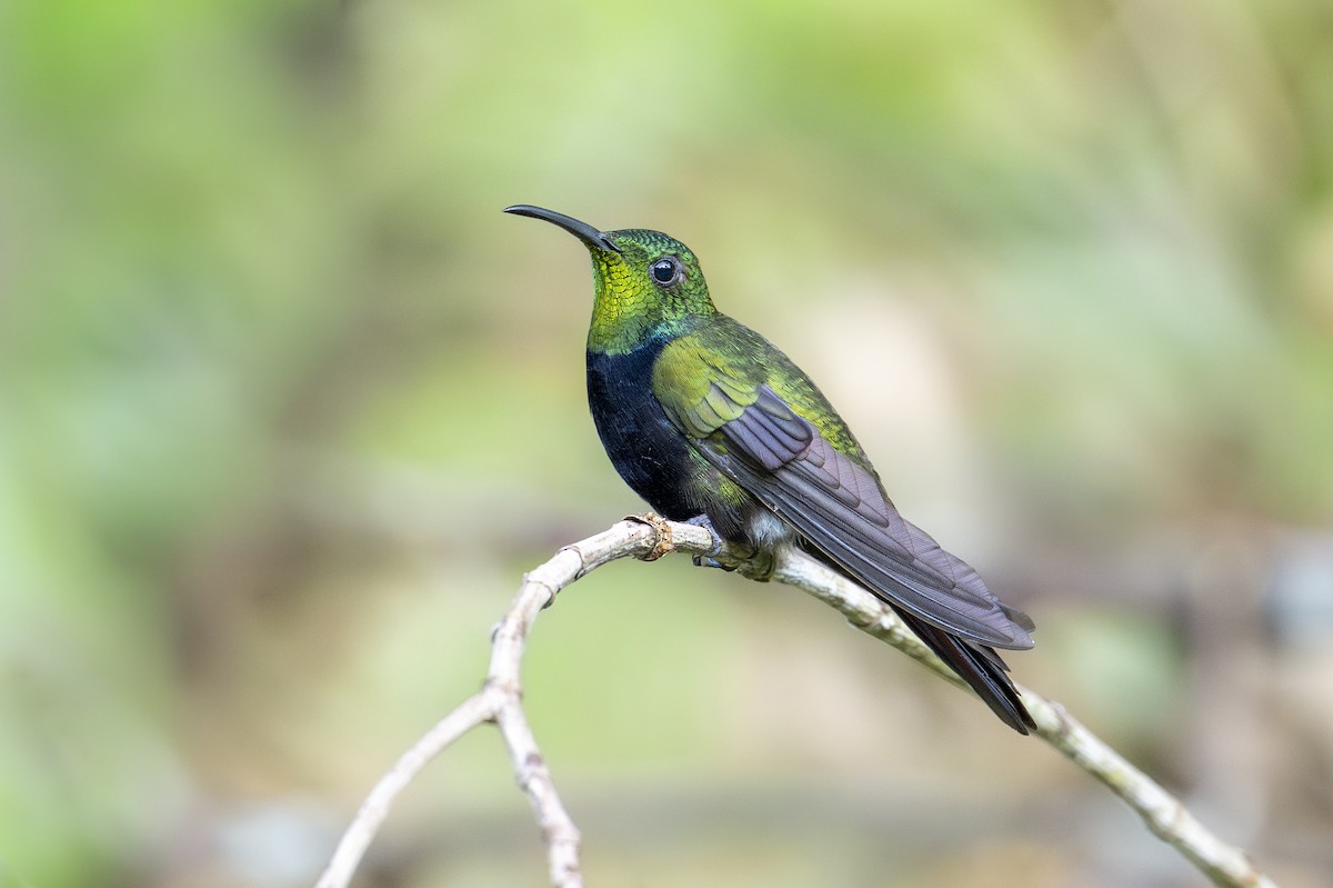 Hispaniolan Mango - ML652444573