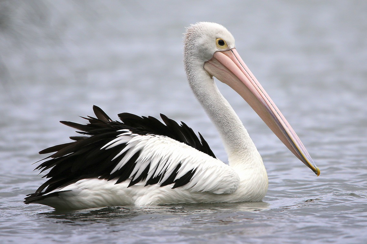 Australian Pelican - ML652444574