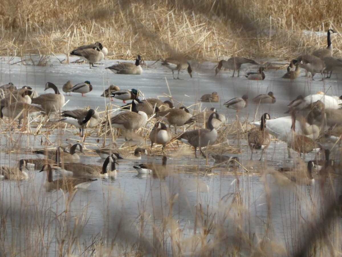 Canada Goose - ML652444831