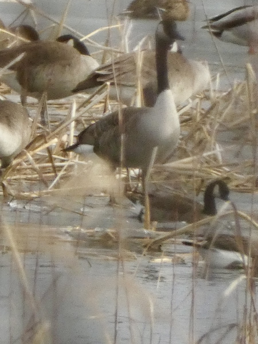 小加拿大雁 - ML652444841