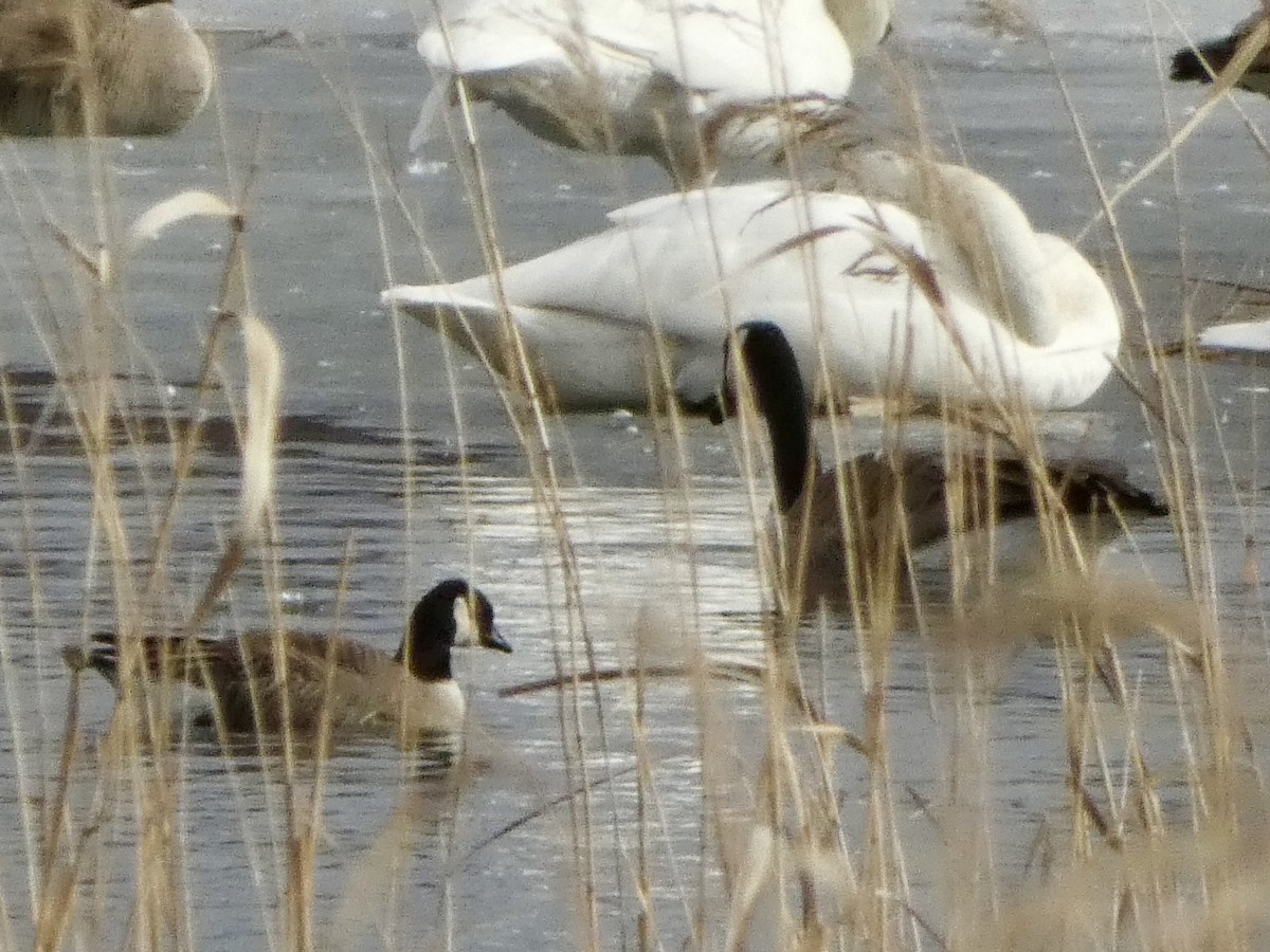 小加拿大雁 - ML652444842