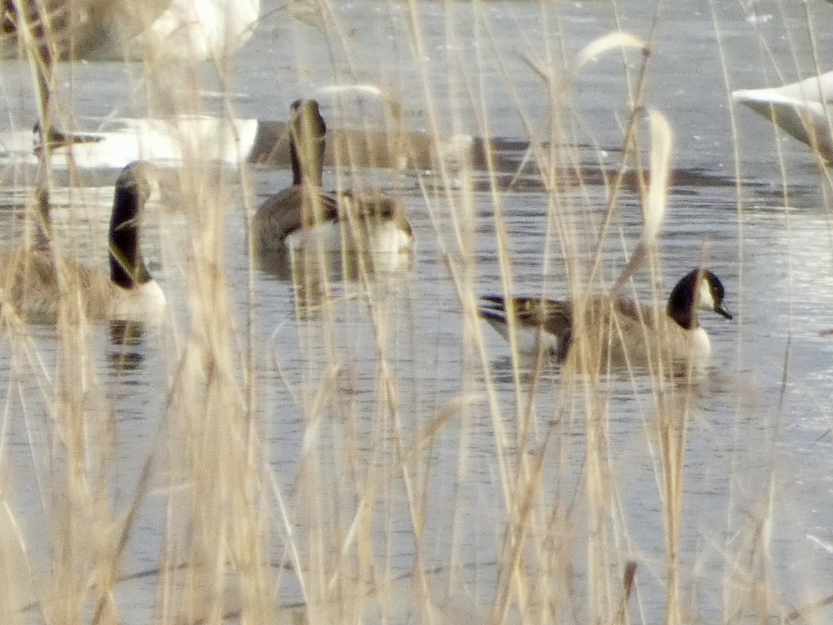 小加拿大雁 - ML652444843