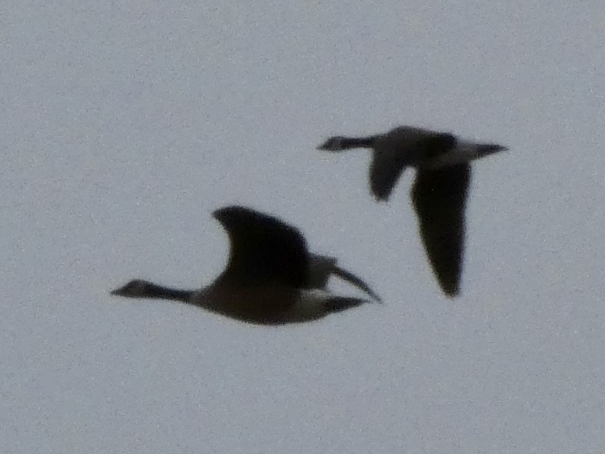 小加拿大雁 - ML652444850