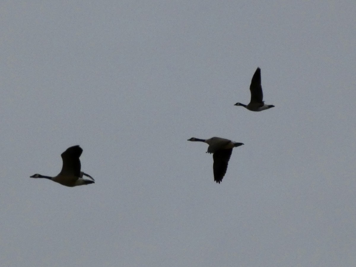 小加拿大雁 - ML652444852