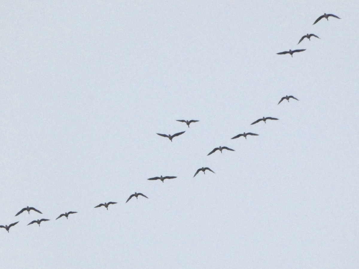 白額雁 - ML652444860