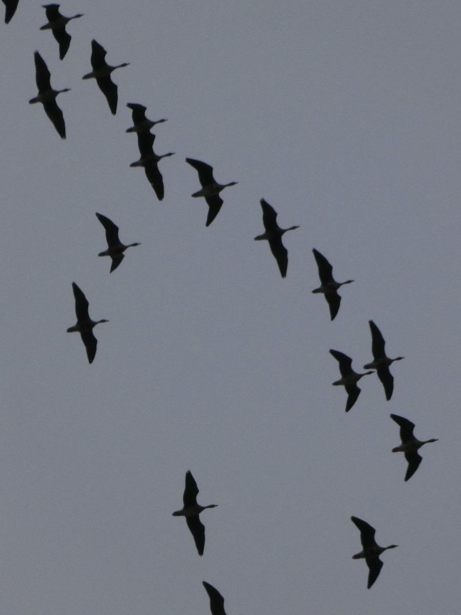 白額雁 - ML652444861