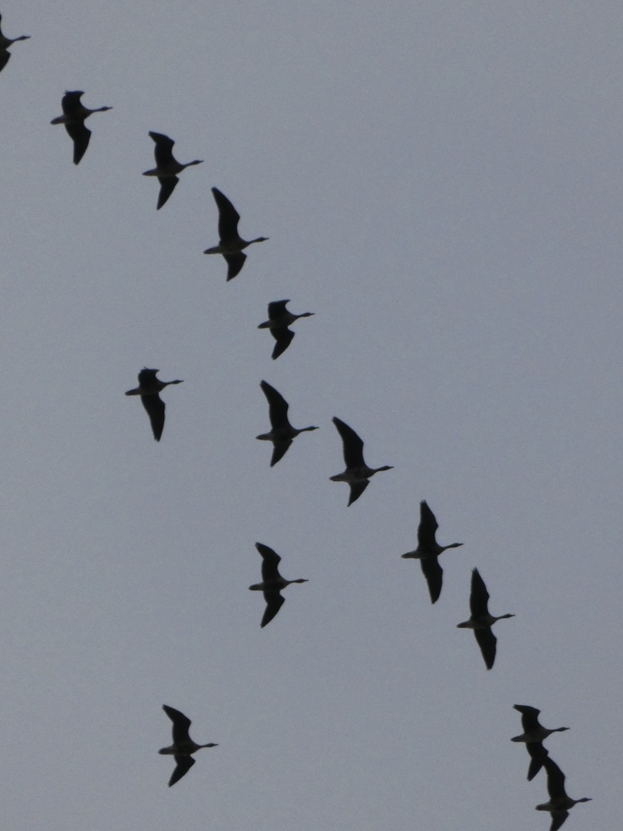 白額雁 - ML652444863