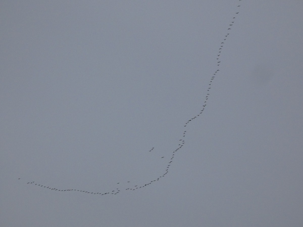 白額雁 - ML652444864