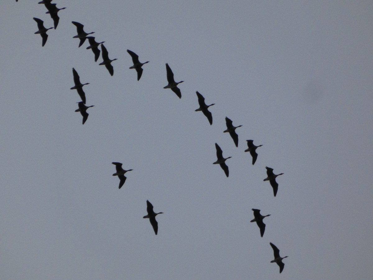 白額雁 - ML652444865