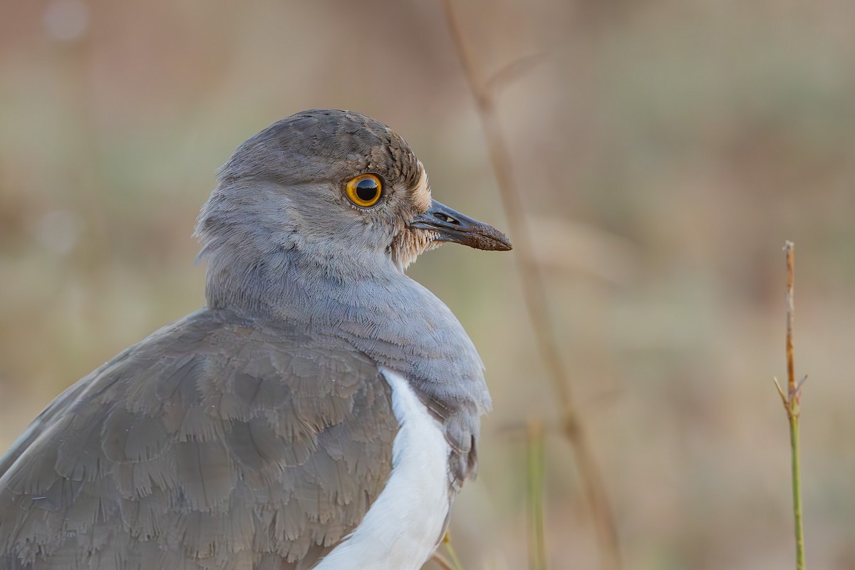 Чайка мала - ML652444866