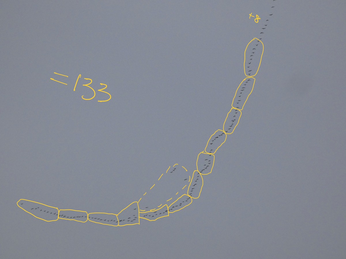 白額雁 - ML652444893