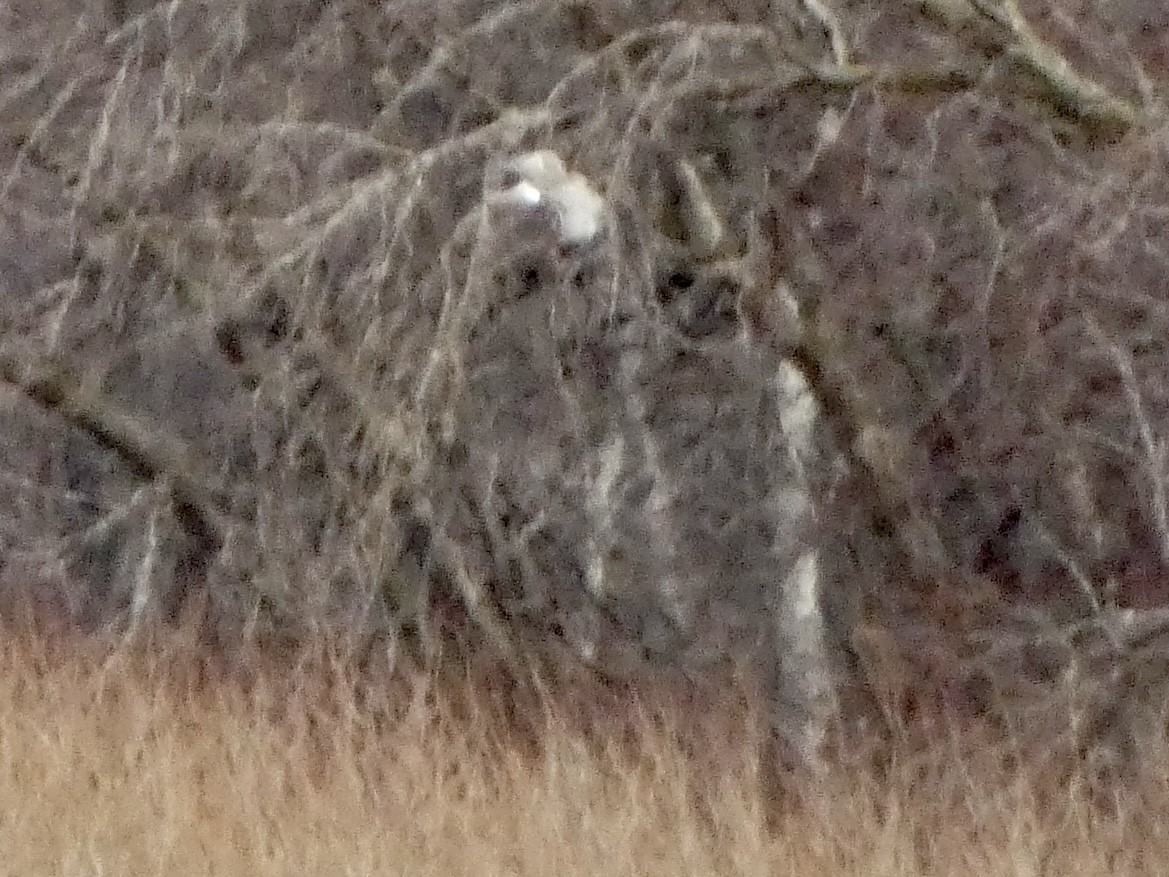 Northern Harrier - ML652444913
