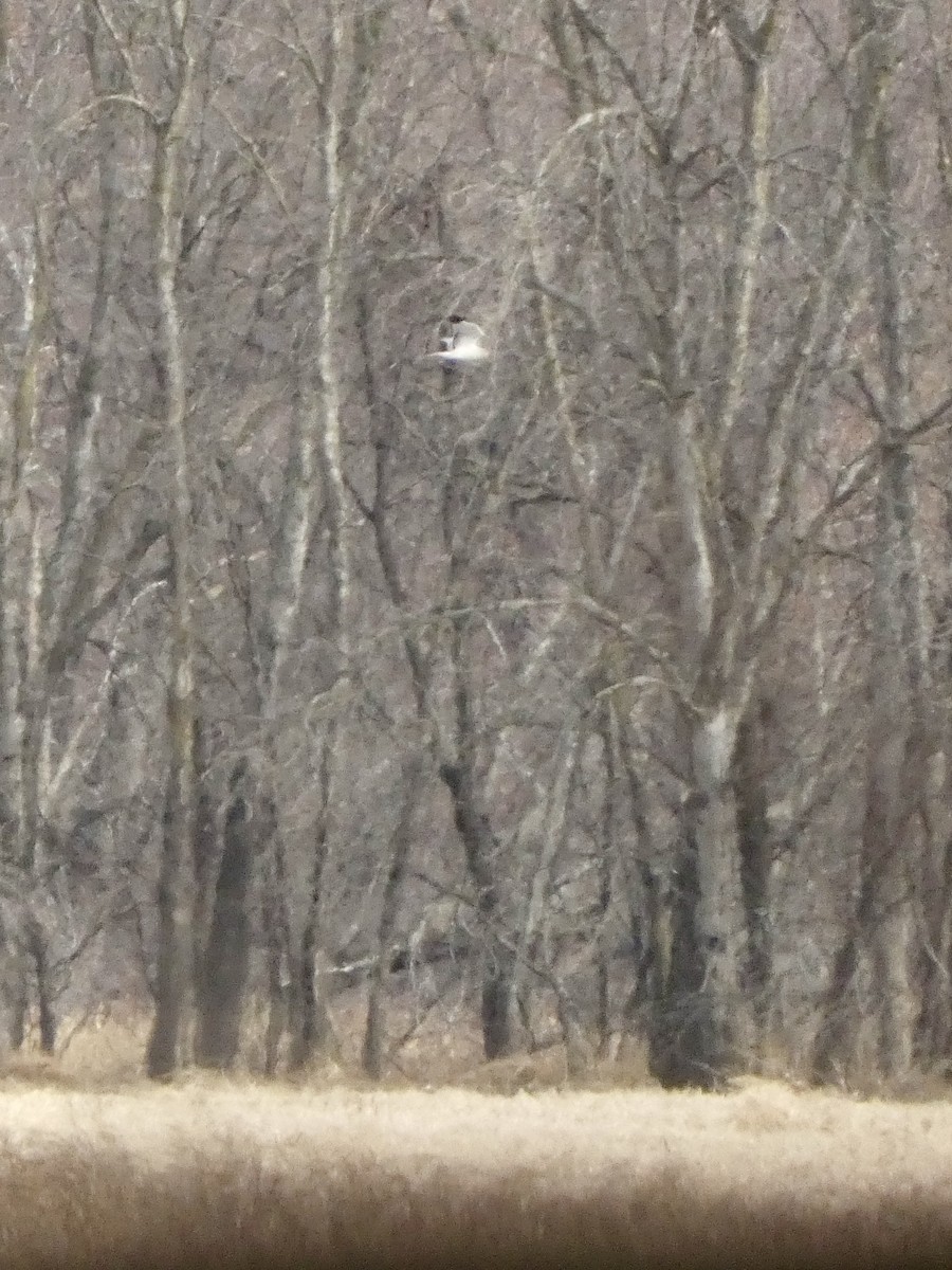 Northern Harrier - ML652444914