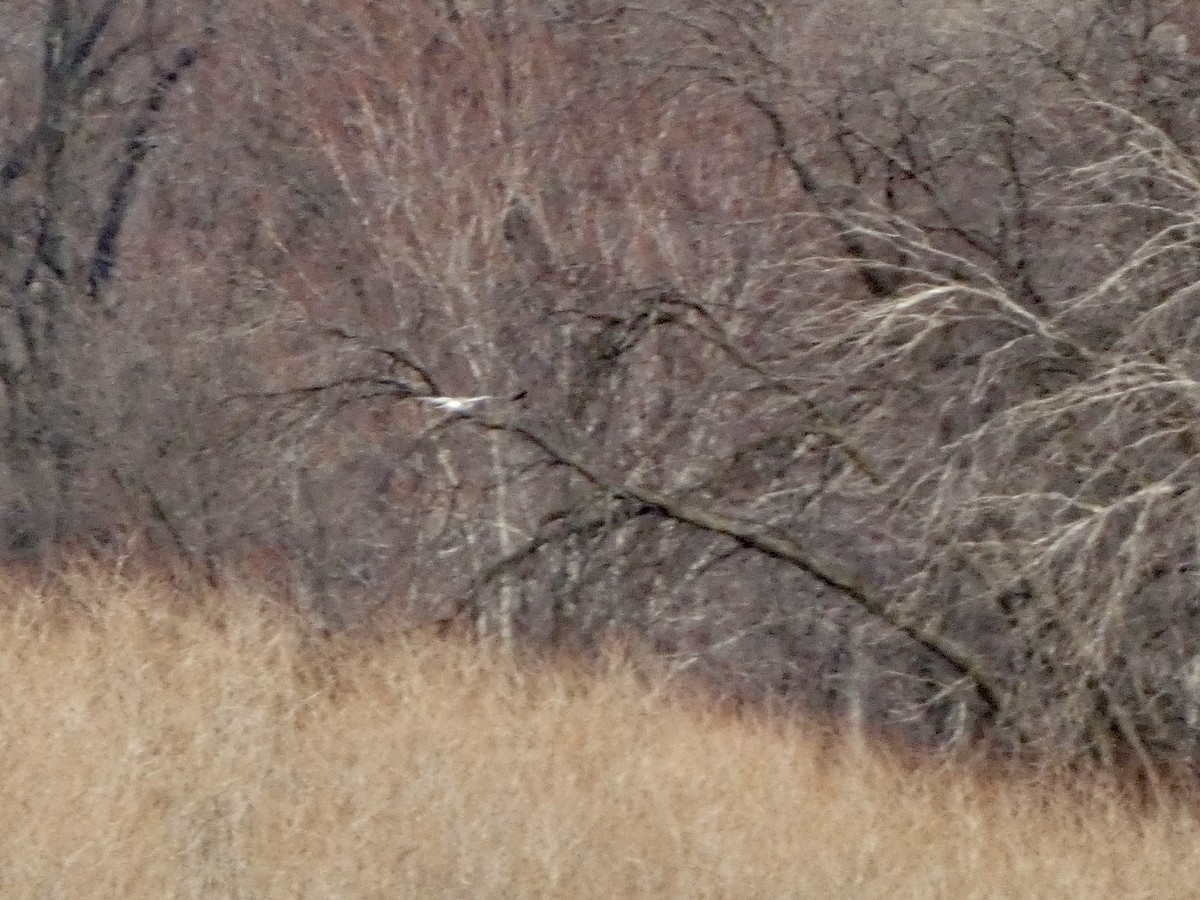 Northern Harrier - ML652444915