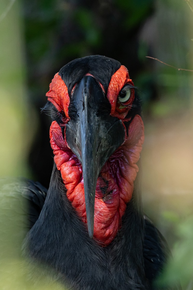 Кромкач кафрський - ML652444921