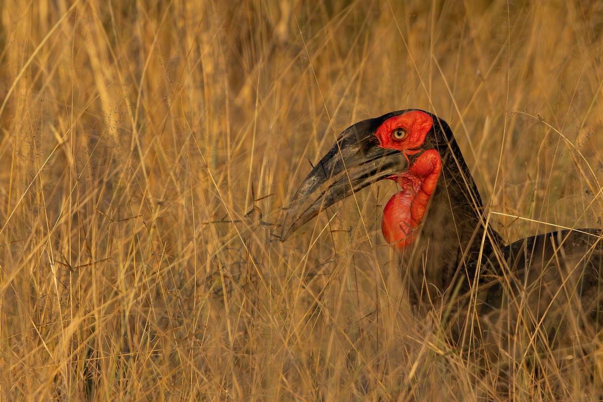 Кромкач кафрський - ML652444924