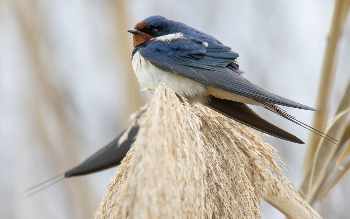 låvesvale - ML652445106