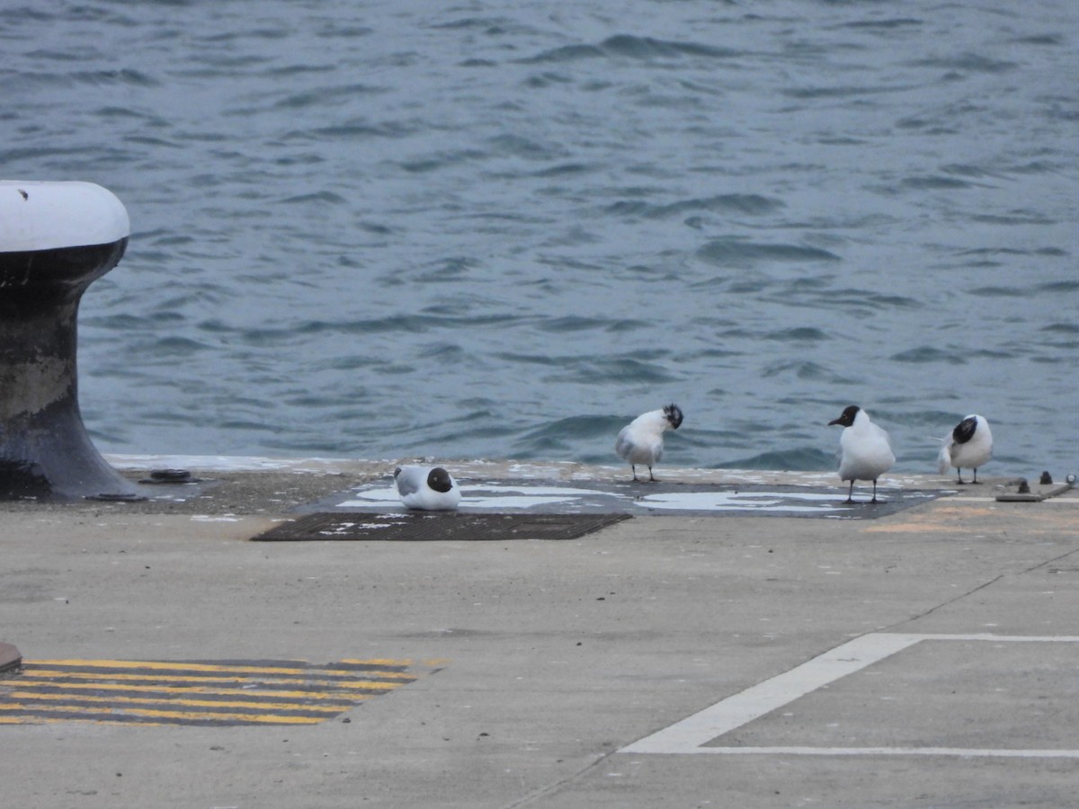 Black-headed Gull - ML652445444