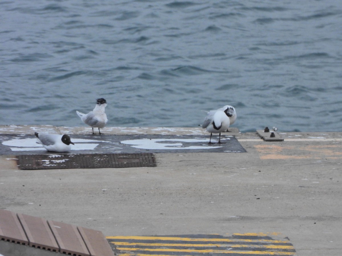 Sandwich Tern - ML652445445