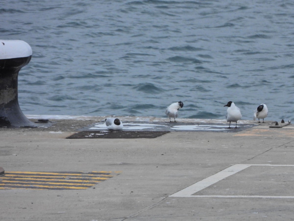 Black-headed Gull - ML652445446