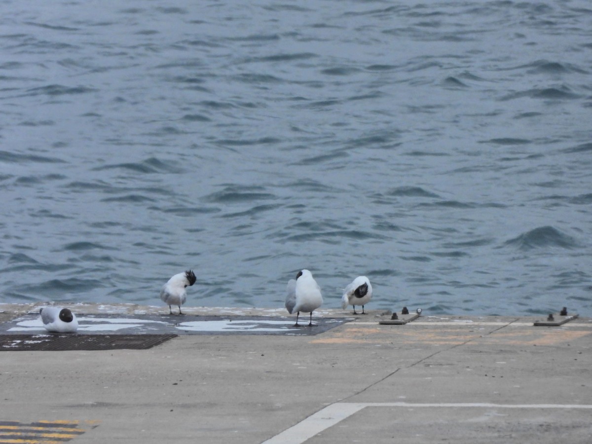 Black-headed Gull - ML652445447