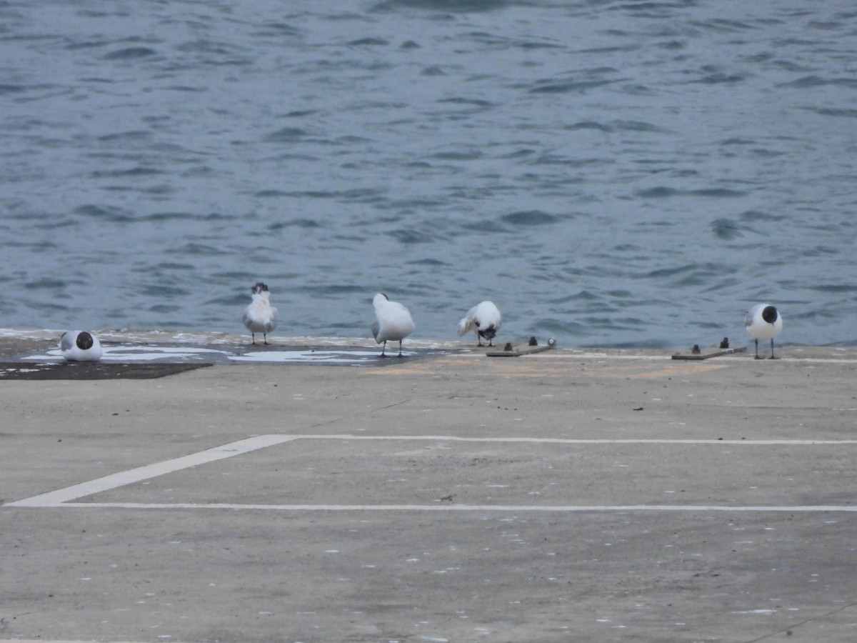 Black-headed Gull - ML652445448