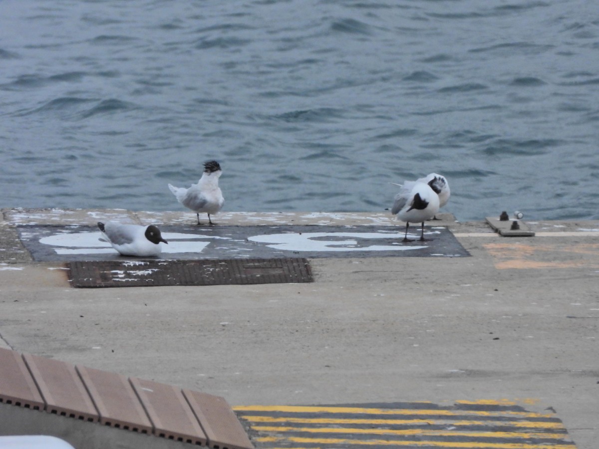 Black-headed Gull - ML652445449