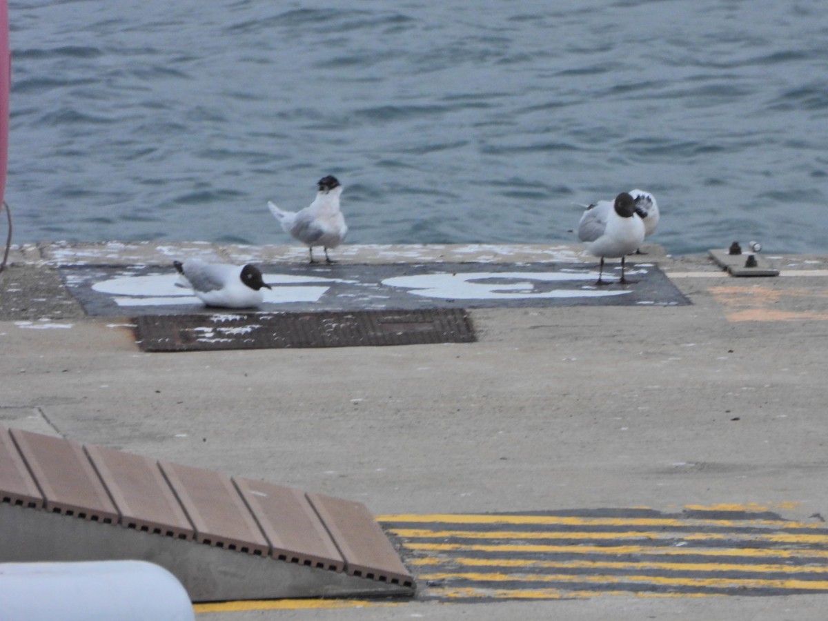 Black-headed Gull - ML652445450