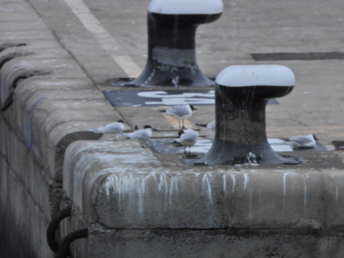 Black-headed Gull - ML652445451