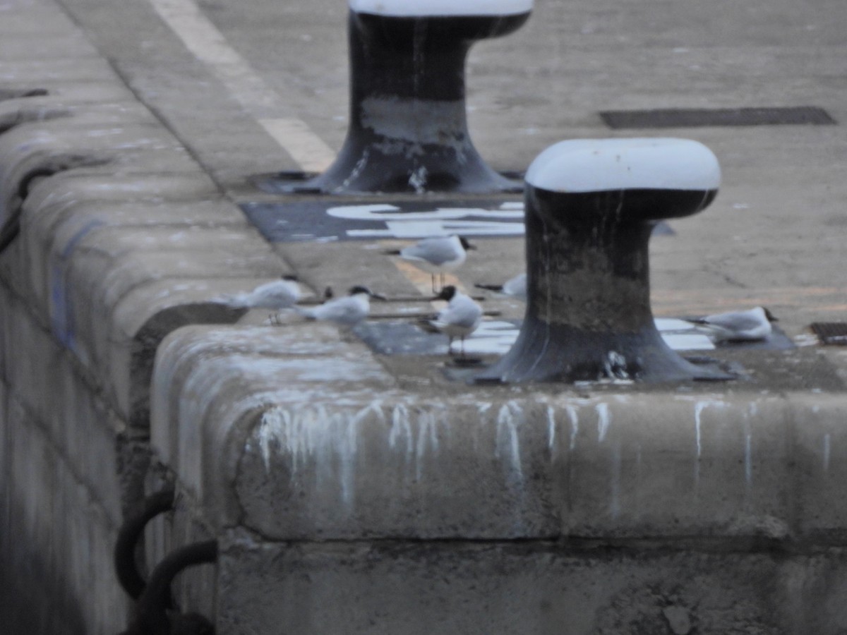 Black-headed Gull - ML652445452