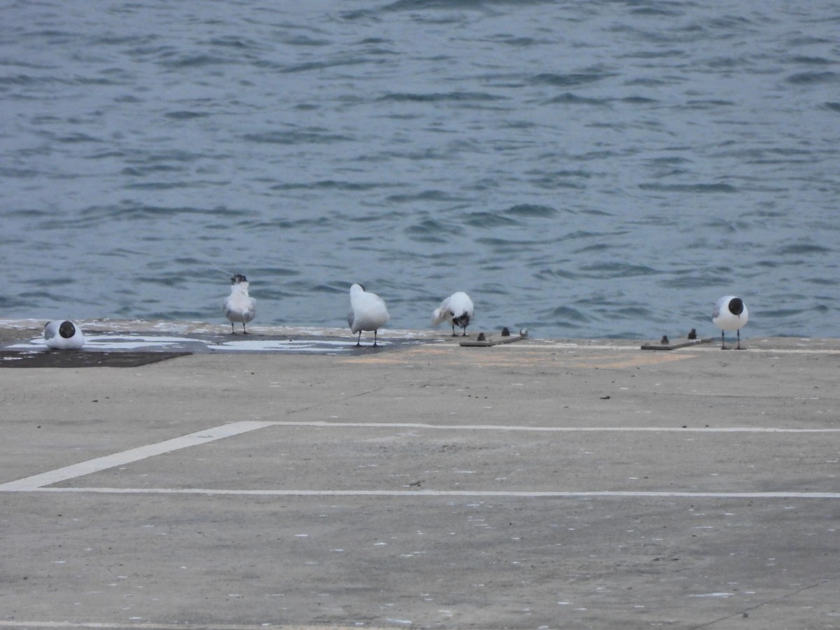 Black-headed Gull - ML652445453