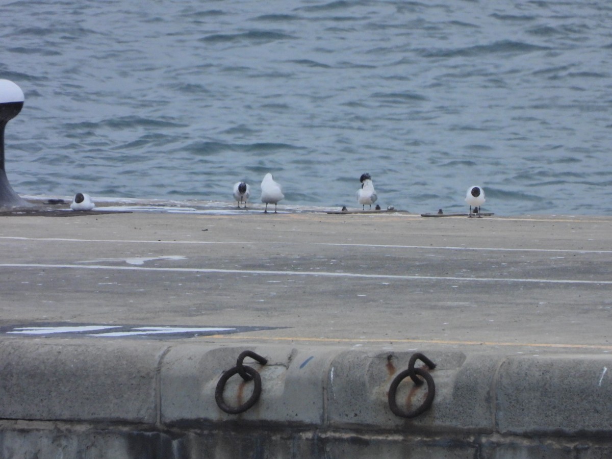Black-headed Gull - ML652445454