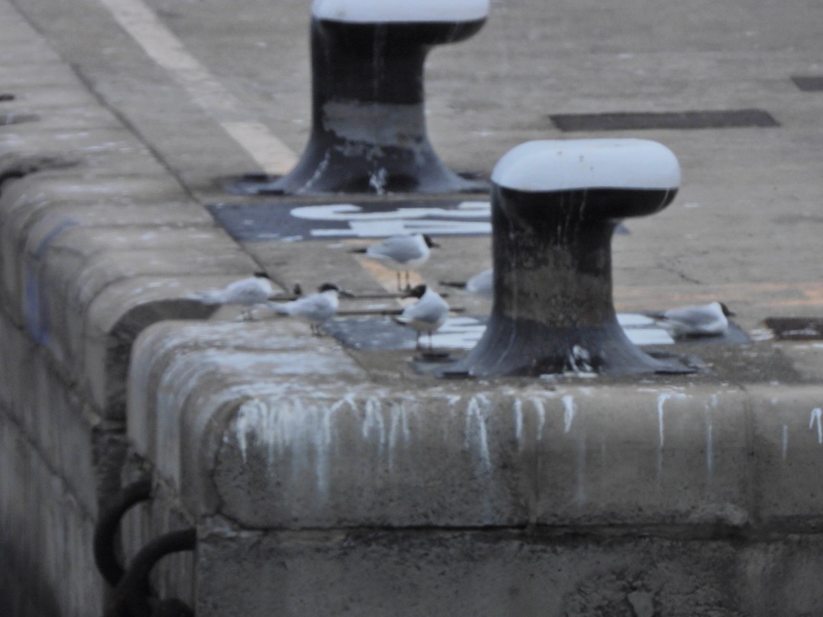 Black-headed Gull - ML652445455