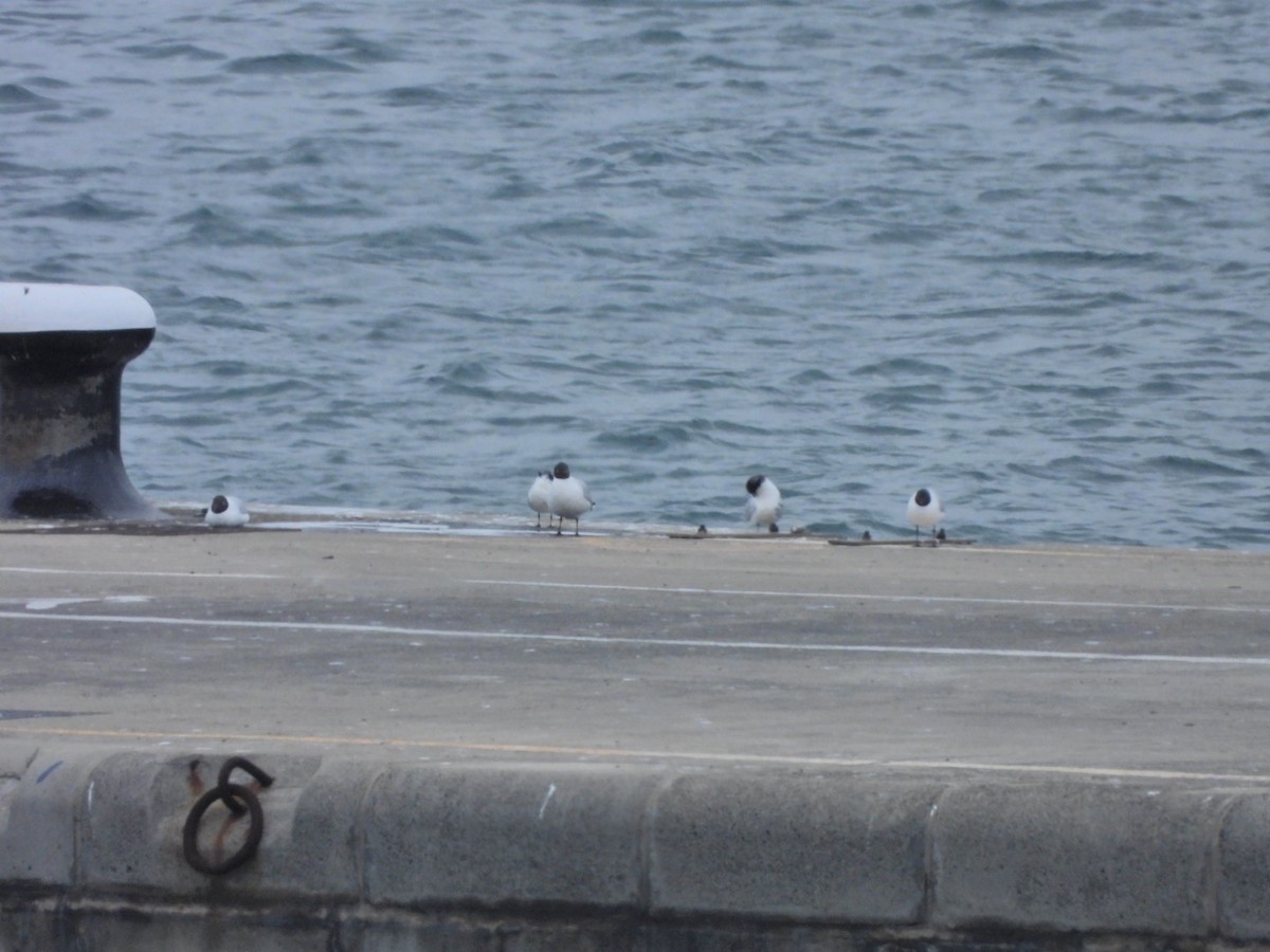 Black-headed Gull - ML652445456