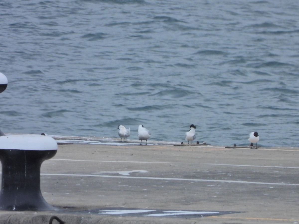 Black-headed Gull - ML652445457