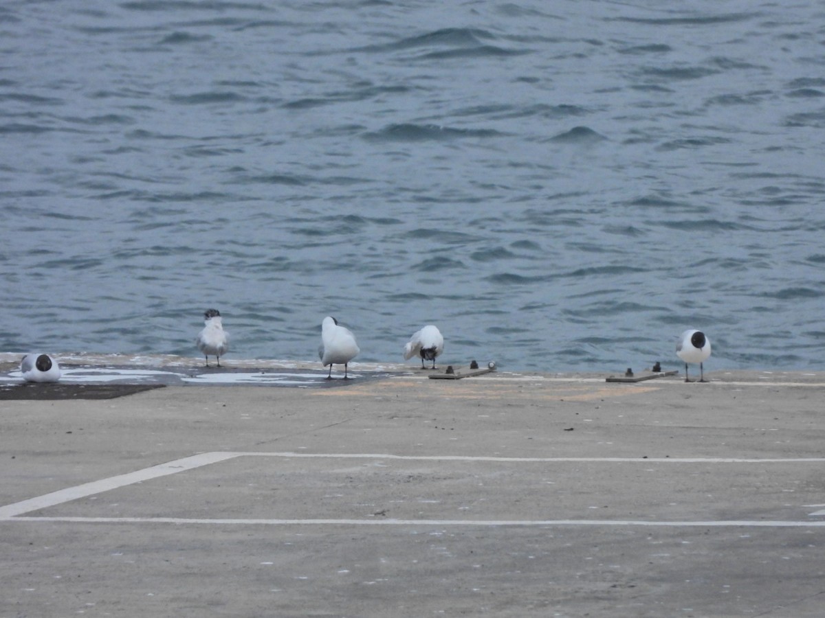 Black-headed Gull - ML652445458