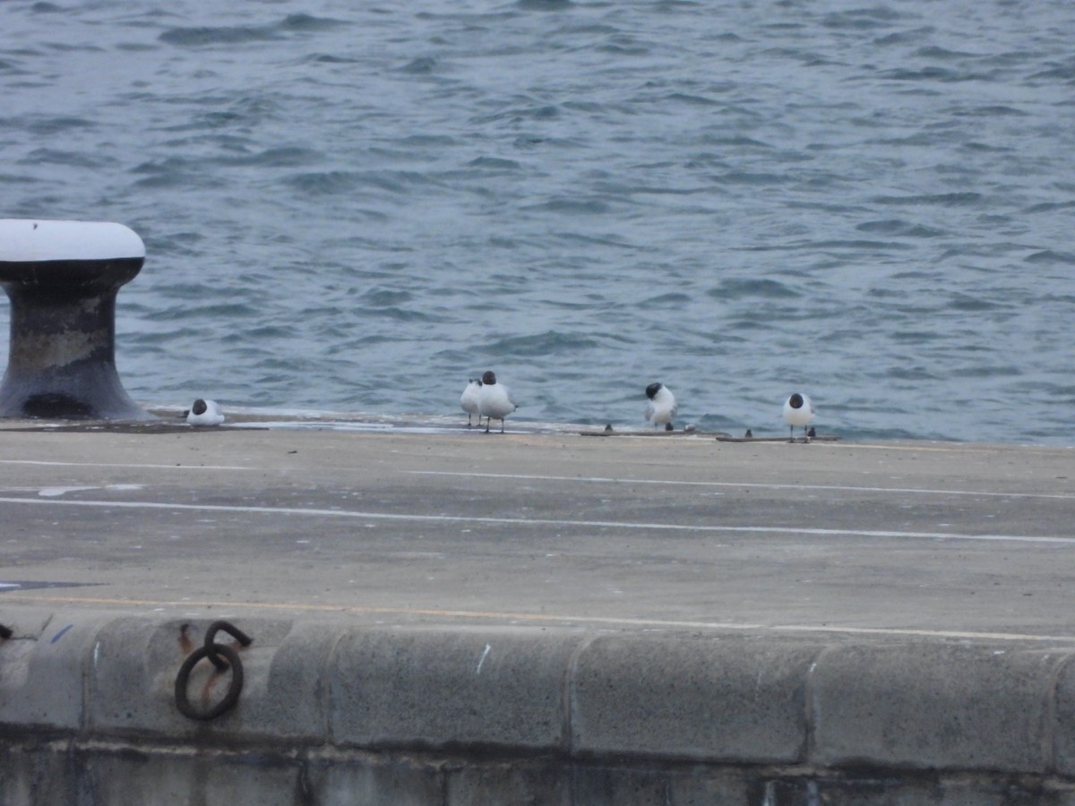Black-headed Gull - ML652445459