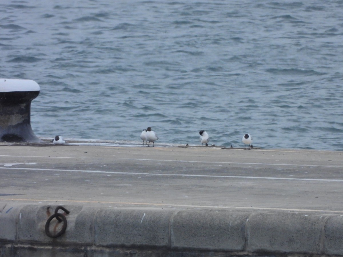 Black-headed Gull - ML652445460