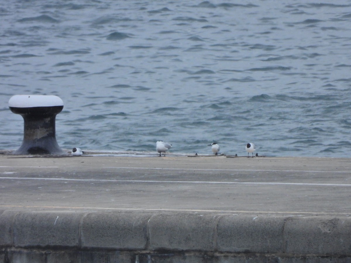 Black-headed Gull - ML652445461