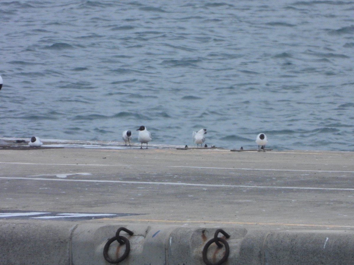 Black-headed Gull - ML652445462