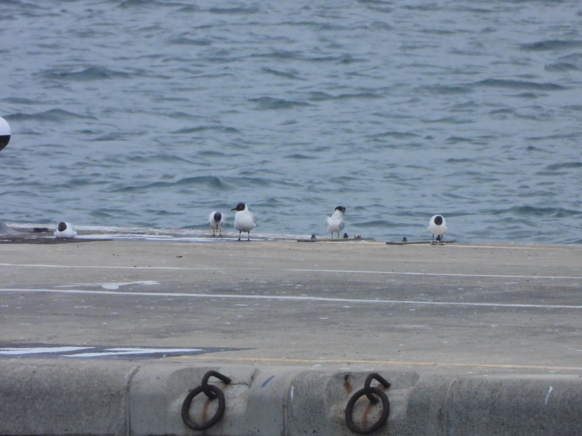 Black-headed Gull - ML652445463